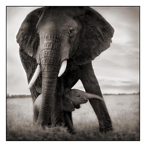 African wildlife photos