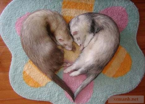 Animal in love photos