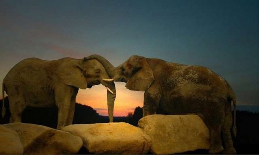 Animal in love photos