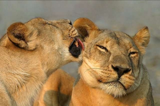 Animal in love photos