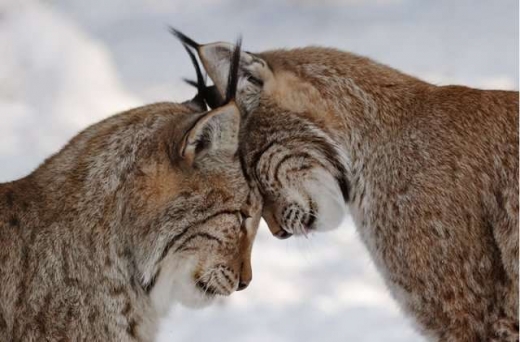 Animal in love photos