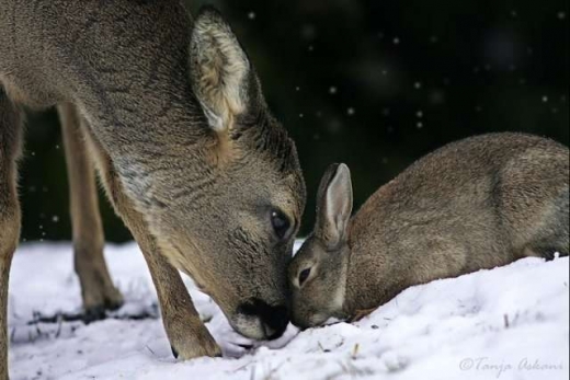 Animal in love photos