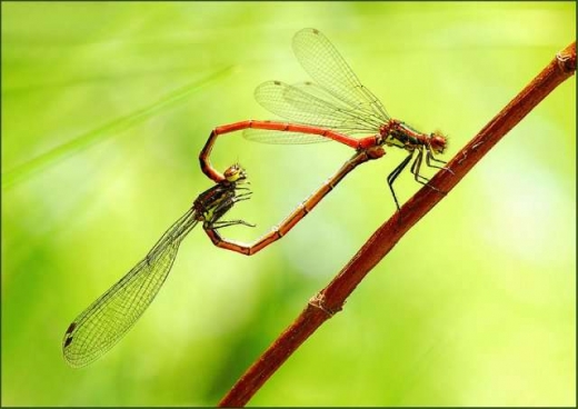 Animal in love photos