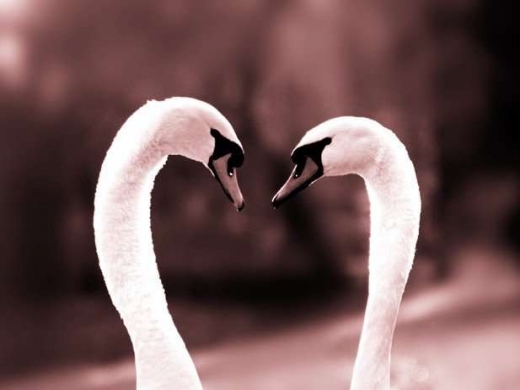 Animal in love photos