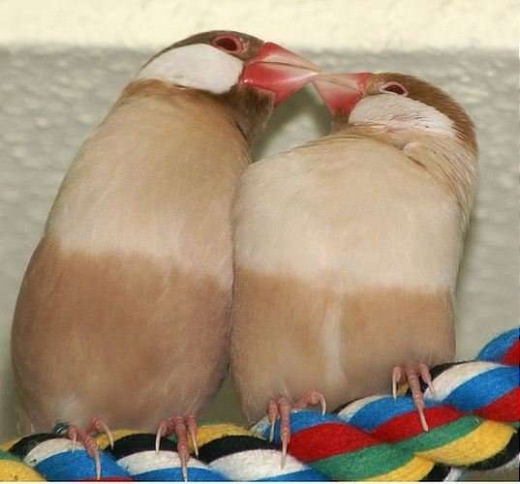 Animal in love photos