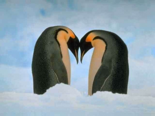 Animal in love photos