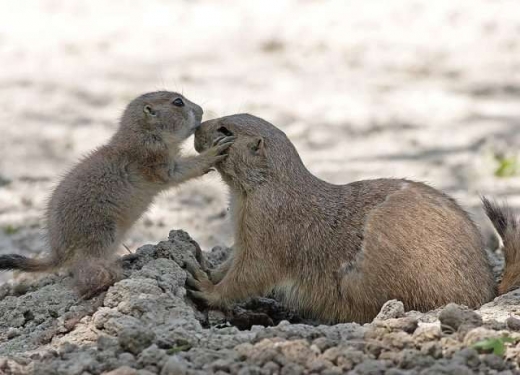 Animal in love photos