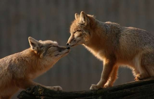 Animal in love photos