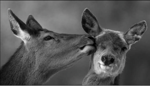 Animal in love photos