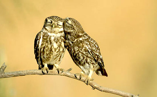 Animal in love photos