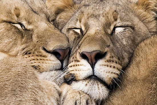 Animal in love photos