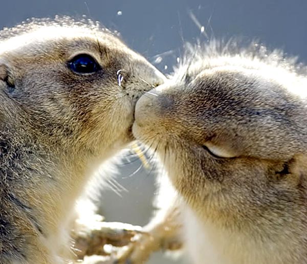 Animal in love photos