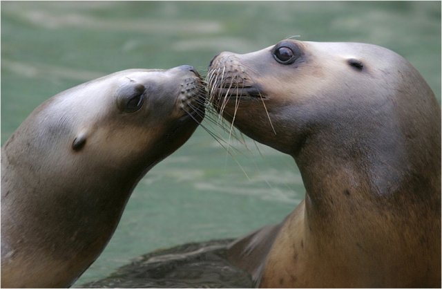 Animal in love photos