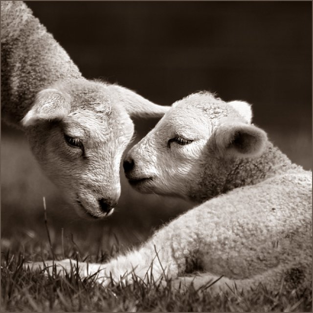 Animal in love photos