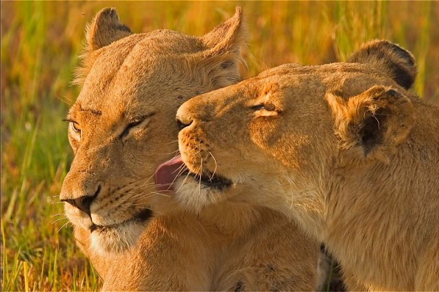 Animal in love photos