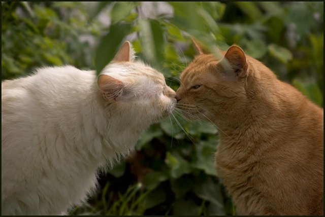 Animal in love photos