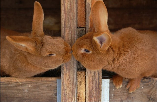 Animal in love photos