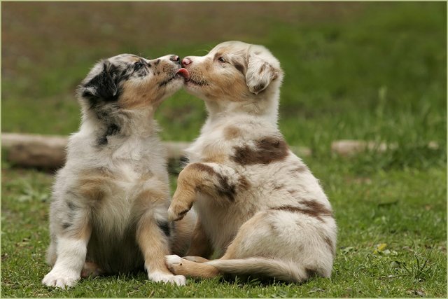 Animal in love photos