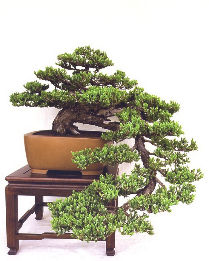 art of bonsai
