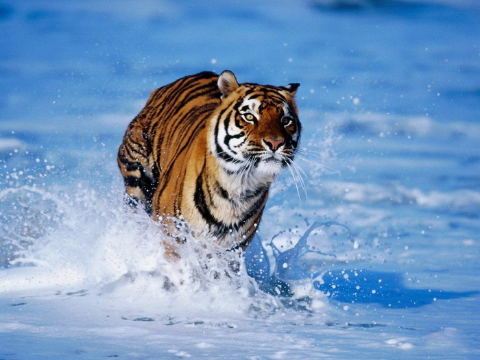  awesome-wild-animal pictures