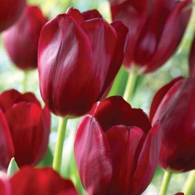 Awesome tulip photos