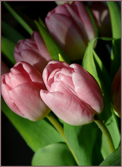 Awesome tulip photos