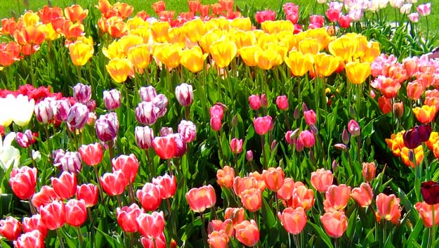 Awesome tulip photos