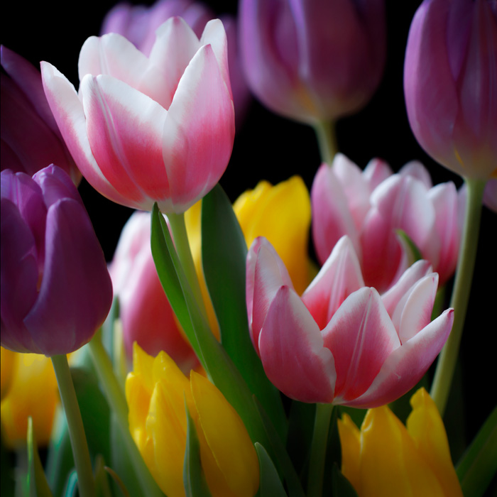 Awesome tulip photos