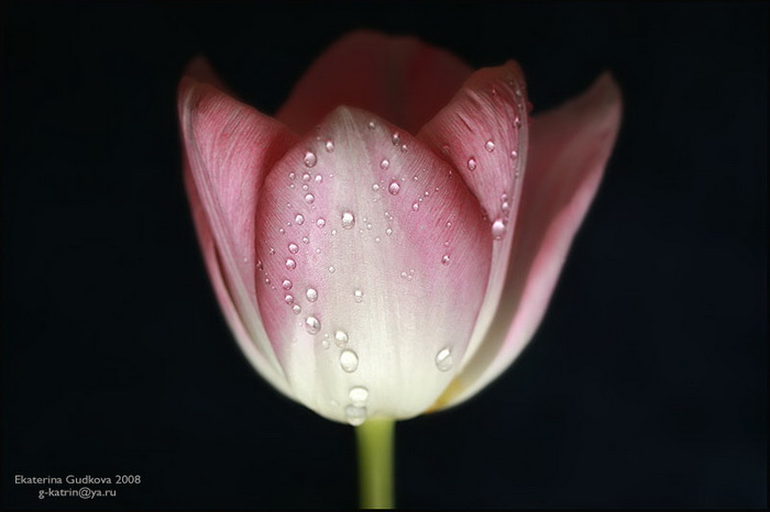 Awesome tulip photos