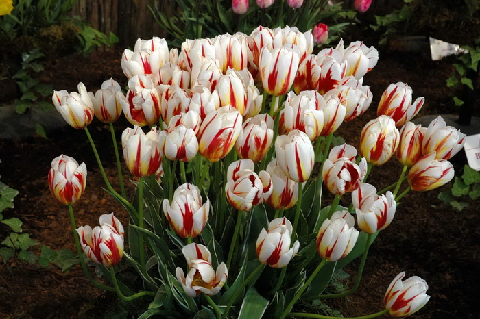 Awesome tulip photos