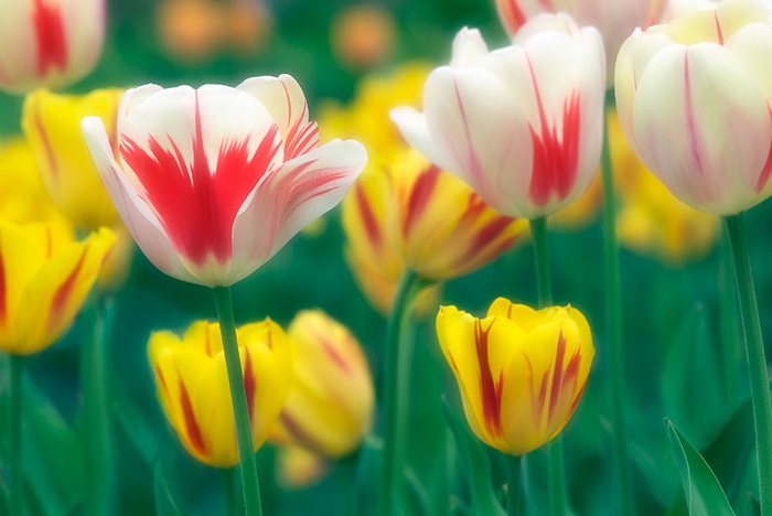 Awesome tulip photos