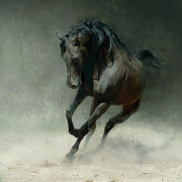 Amazing Horses Photos