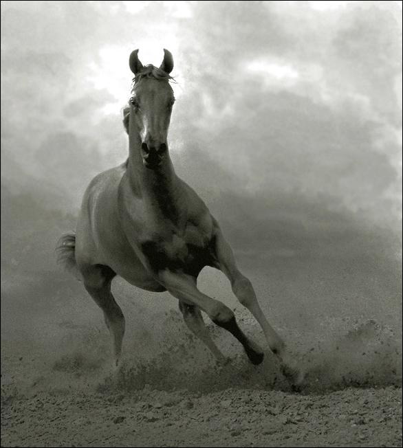 Amazing Horses Photos