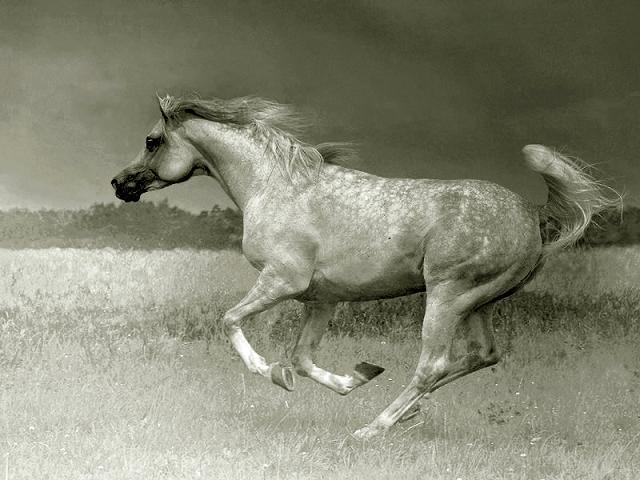 Amazing Horses Photos