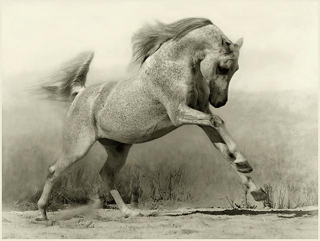 Amazing Horses Photos