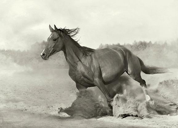 Amazing Horses Photos