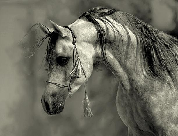 Amazing Horses Photos