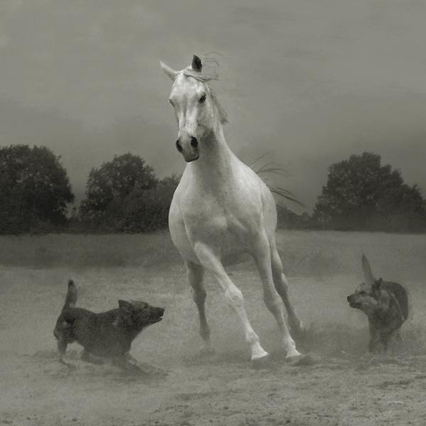 Amazing Horses Photos