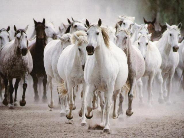 Amazing Horses Photos