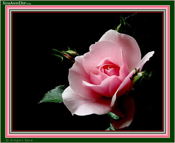 Beautiful rose photos