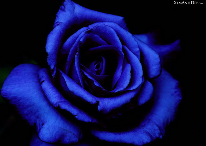 http://xemanhdep.com/gallery/beautiful_rose/beautiful_rose18.jpg