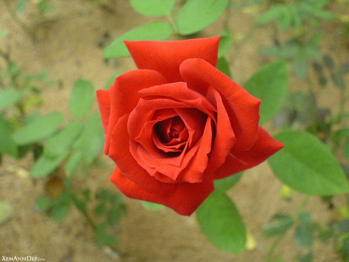 beautiful_rose20.jpg