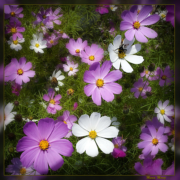 blue-violet-flower pictures