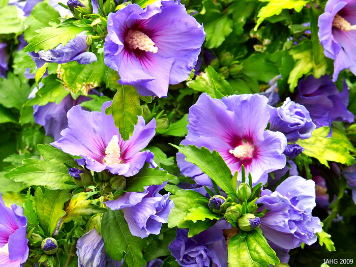blue-violet-flower pictures