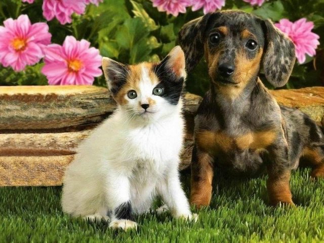 Cat and dog photos