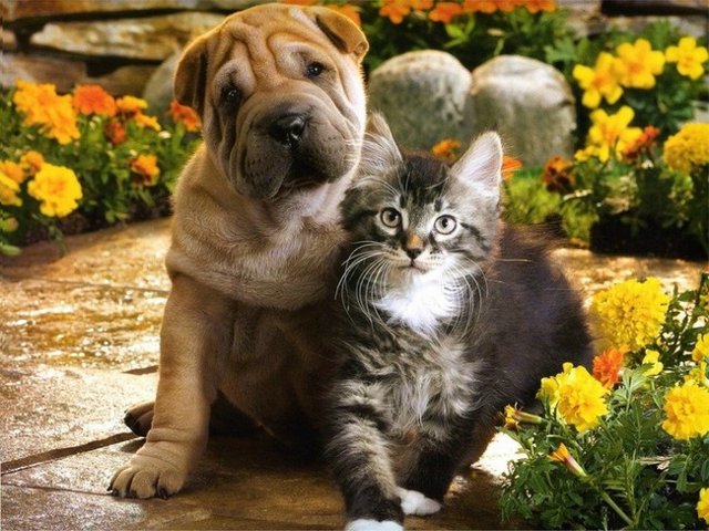 Cat and dog photos