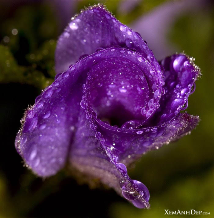 Flower drops photos