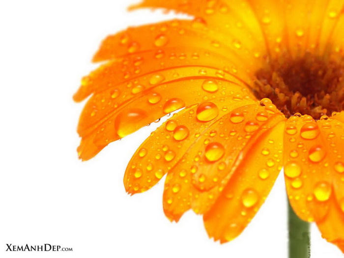 Beautiful flower and drop photos | Xemanhdep Photos-Awesome Pictures