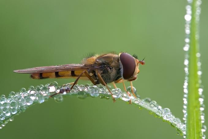 Macro animal photos