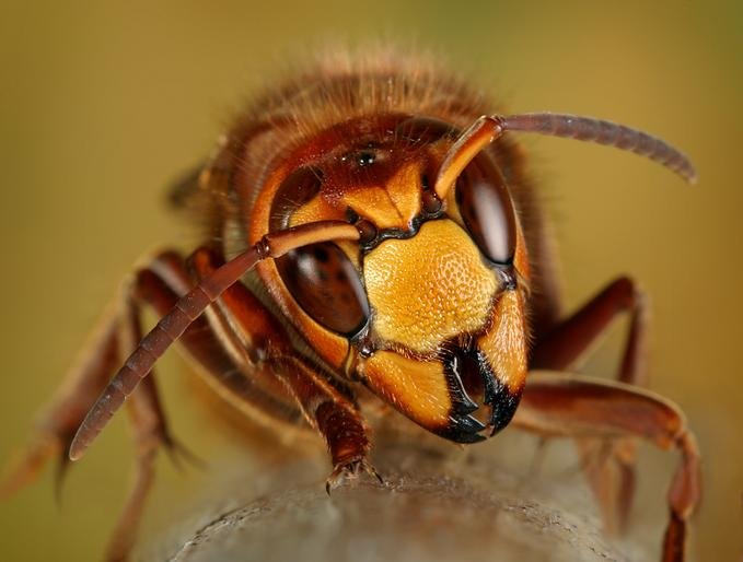 Macro animal photos